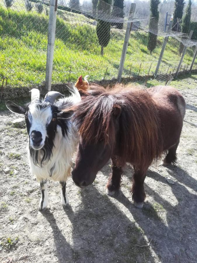 Selvella Farm stay Allerona